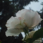 Weisse Rose
