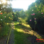 Gartenansicht Rosen hineingehen links Garden of Roses, Westerland, rechts Larissa, Hella, Bad Birnbach