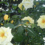 Gelbe Gartenrose