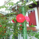 Rose Amadeus
