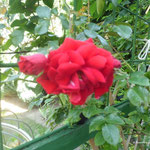 Rote Stammrose