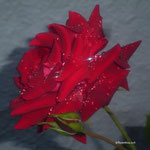 Rote Stammrose