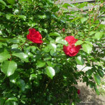 Buschrose 1