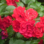 Amadeus