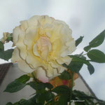 Gelbe Rose