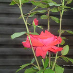 Rosa