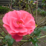 Rosa 1