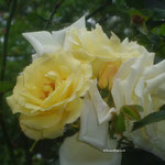 Gelbe Rose