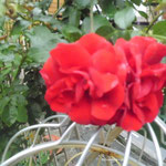 Rote Stammrose 1