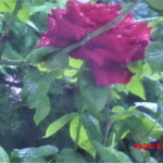 Rose Burgund Aufnahme Garten