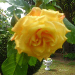 Rose Westerland,duftend