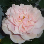 Rosafarbene Rose