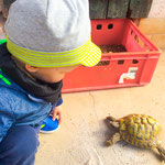 Schildkröte füttern