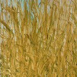 Öl auf 100% Leinwand           130 x 50 cm