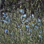 Öl auf 100% Leinwand     63 x 53 cm