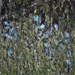 Öl auf 100% Leinwand     63 x 53 cm