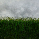 Öl auf 100% Leinwand     130 x 50 cm