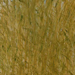 Öl auf 100% Leinwand          140 x 50 cm