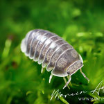 Asseln Arten / Isopoda species - Cubaris spec. “White Side”  Marcin Adrian Aquaristik, Terraristik Fotograf  Marcin Adrian Aquaristics, Terraristics Photographer