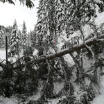 Erneuter Schneebruch beim Waldbad Höhe Kiosk