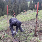 Aufforstungsarbeiten an der alten Deponie