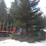 Ersten Christbaum fällen
