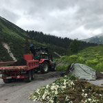 Humus laden mit Steyr 6190 CVT und Bigabhänger für Spielplatz und Christbäume Zug/Zürs