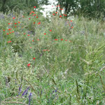 Klatschmohn und Zaunwicke am ungemähten Damm