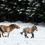 Chevaux de Przewalski