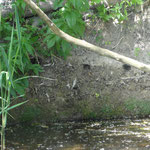 Kingfisher nests