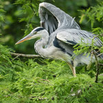 Graureiher beim Abflug