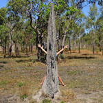 Magnetic Termite Mound Litchfield NP.