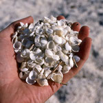 Beach of Mussel Shells