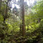 杉のクボ路：複層林