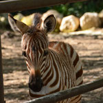 Parc Africaine de Sigean
