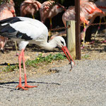 Parc Africaine de Sigean