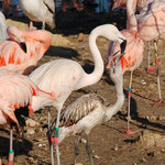Parc Africaine de Sigean