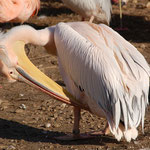 Parc Africaine de Sigean