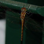 libellule