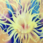 Sonnenanemone / Öl auf Leinwand 80 x 80 cm 2023 (verkauft)