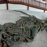 Das Fossil eines Riesenkrokodils, 120 Mio Jahre alt. Es ist 8 m lang, aber es fehlen 4 m (der Schwanz).