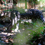 Belize Zoo ist ein Dschungelzoo. Bei Sonnenlicht sind die Tiere im Wald kaum erkennbar (und kaum fotografierbar).