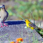 Unser "Vogelparadies".