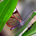 Und ganz selten erwische ich mal einen Schmetterling. dieser hat transparente Flügel.