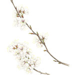 1.桃桜