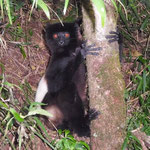 Madagaskar