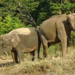 Waldelefanten in Borneo