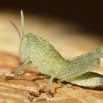 Acanthacris ruficornis L2 - female