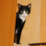 Silvester