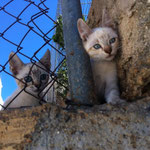 Die "Mauerbabies" Sancho und Sina im August 2014